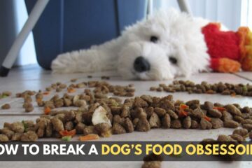 how-to-break-a-dog-food-obsession