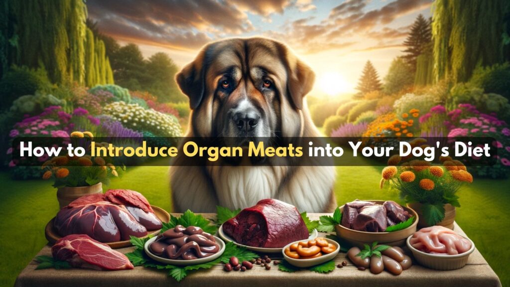 how-to-safely-introduce-organ-meats-into-dogs-diet