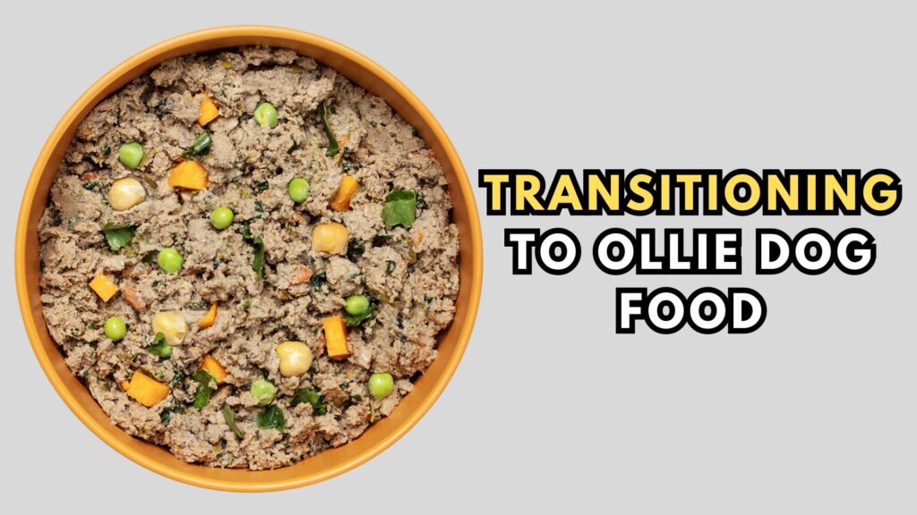 how-to-safely-transition-to-ollie-dog-food
