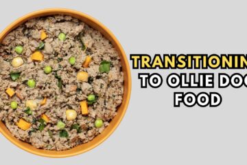 how-to-safely-transition-to-ollie-dog-food