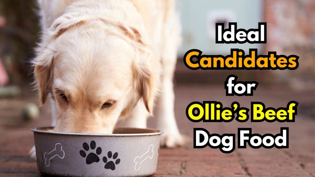 ideal-candidates-for-ollie-beef-dog-food-image