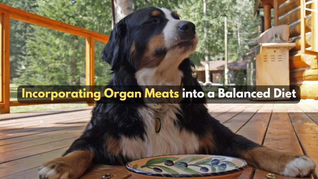 incorporating-organ-meats-into-dogs-diet