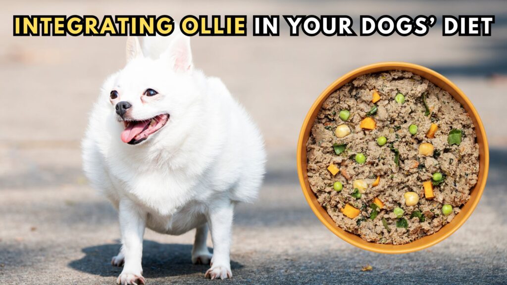 integrating-ollie-in-dogs-diet