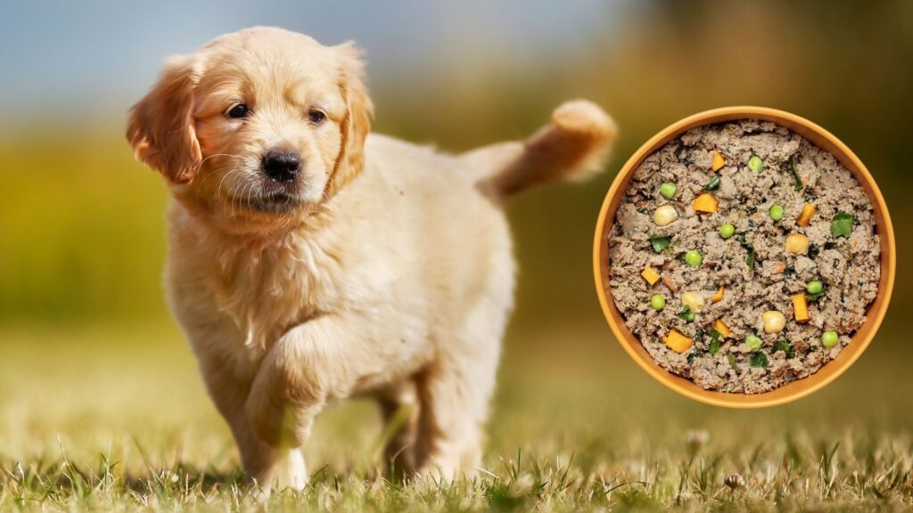 introducing-ollie-dog-food-to-puppies