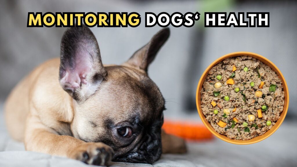 monitoring-your-dogs-health-throughout-transition-to-ollie-dog-food