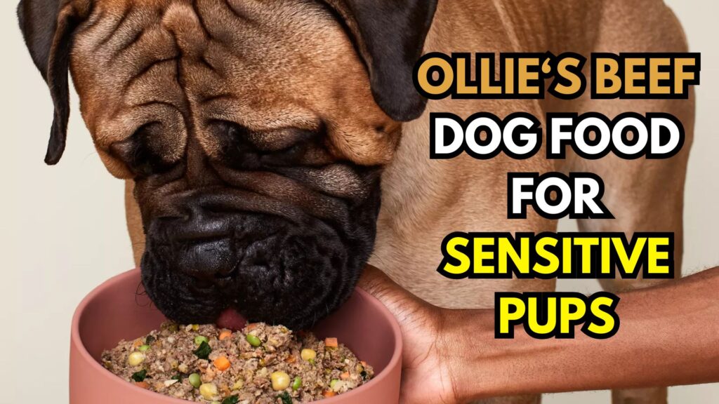 ollie-beef-dog-food-with-limited-ingredients-for-sensitive-pups