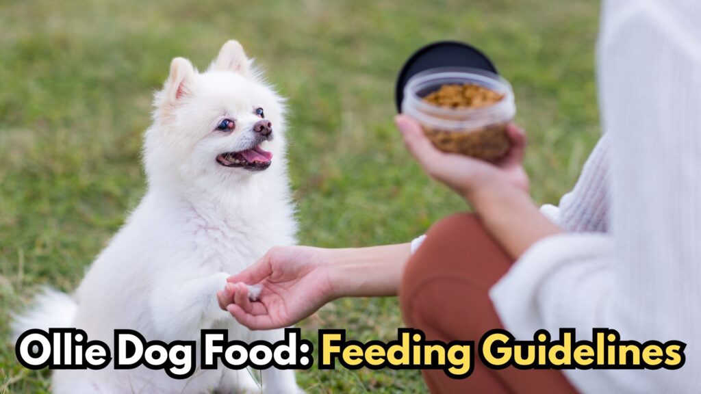 ollie-dog-food-feeding-guidelines-and-recommendations
