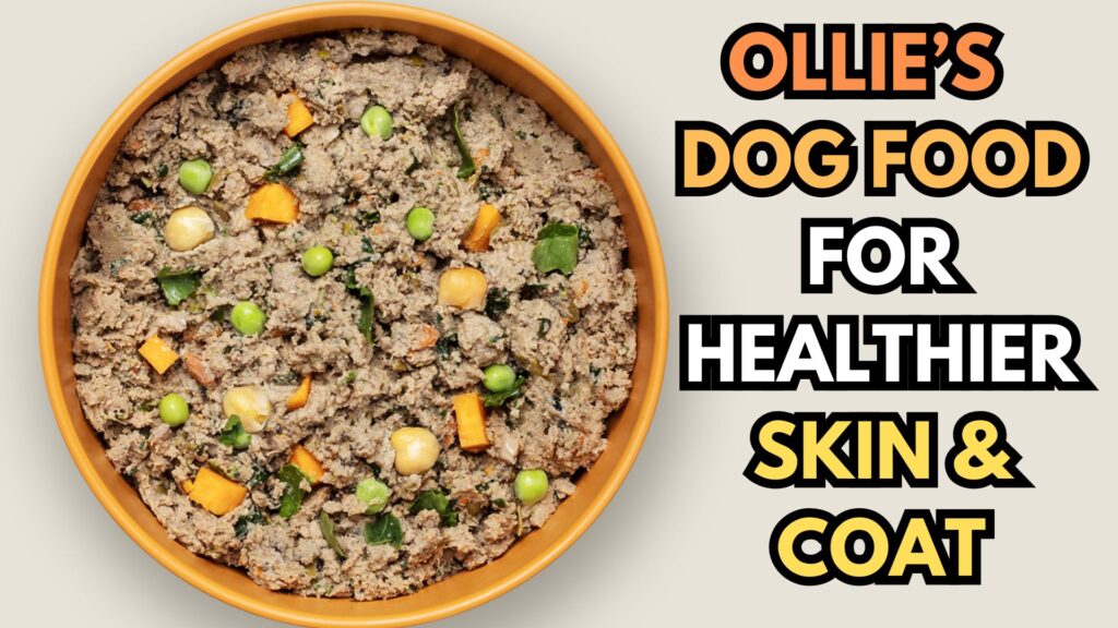 ollie-dog-food-for-healthier-skin-and-coat