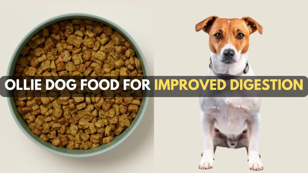 ollie-dog-food-improved-digestion