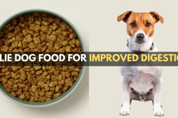 ollie-dog-food-improved-digestion