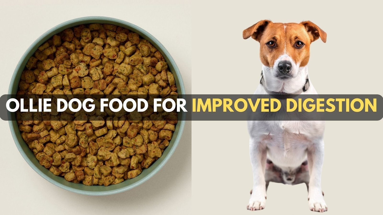 Photo inspiration: Gallery Detail: Ollie Dog Food Impact On Dog Digestion Quick Review