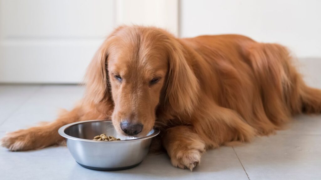 ollie-dog-food-preparing-for-transition