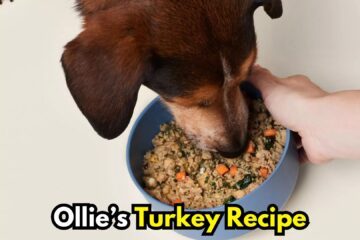 ollie-fresh-dog-food-turkey-recipe