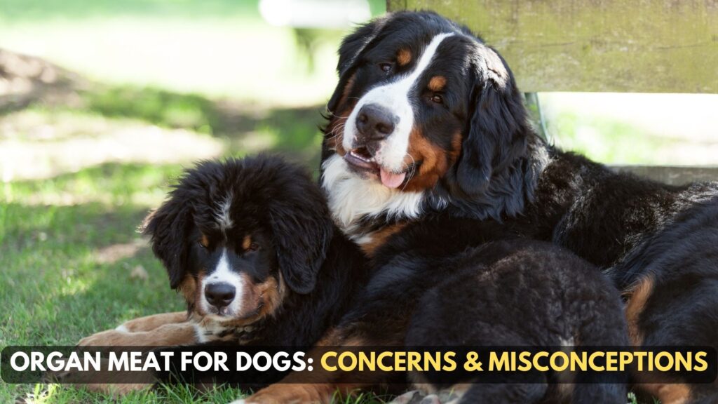 organ-meat-for-dogs-common-concerns-and-misconceptions
