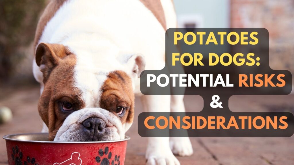potatoes-for-dogs-potential-risks-and-considerations