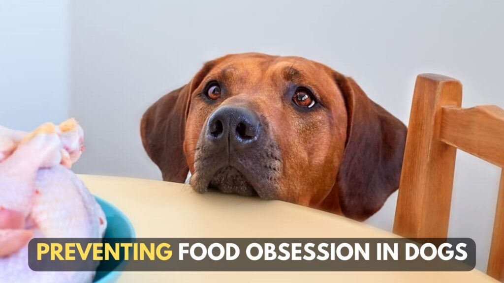 preventing-food-obsession-in-dogs