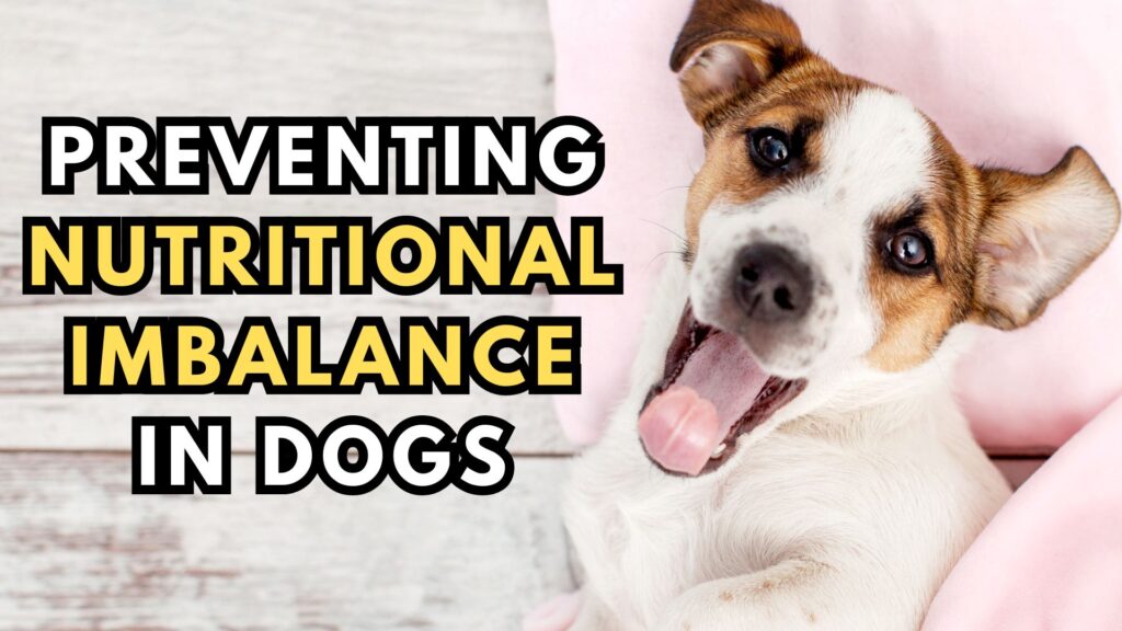 preventing-nutritional-imbalance-in-dogs
