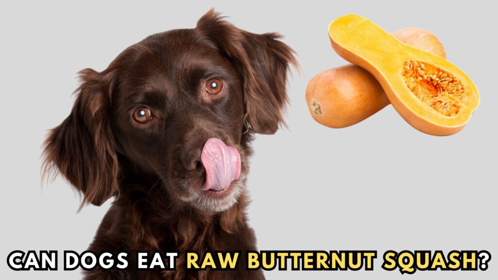 raw-butternut-squash-for-dogs