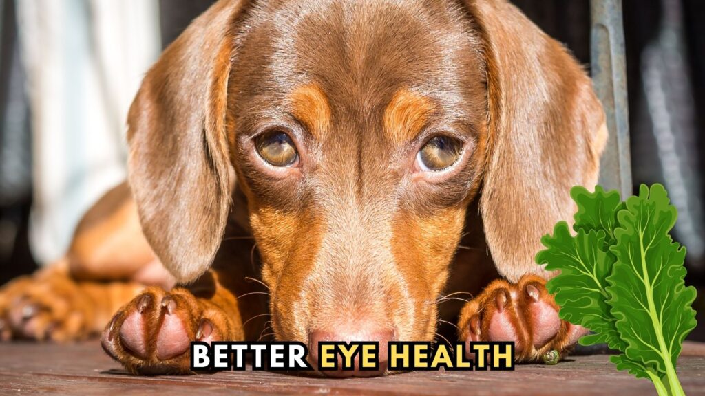 raw-kale-leaves-for-dogs-better-eye-health