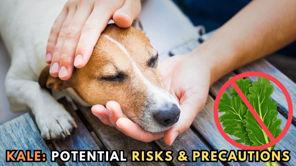 raw-kale-leaves-for-dogs-potential-risks-and-precautions