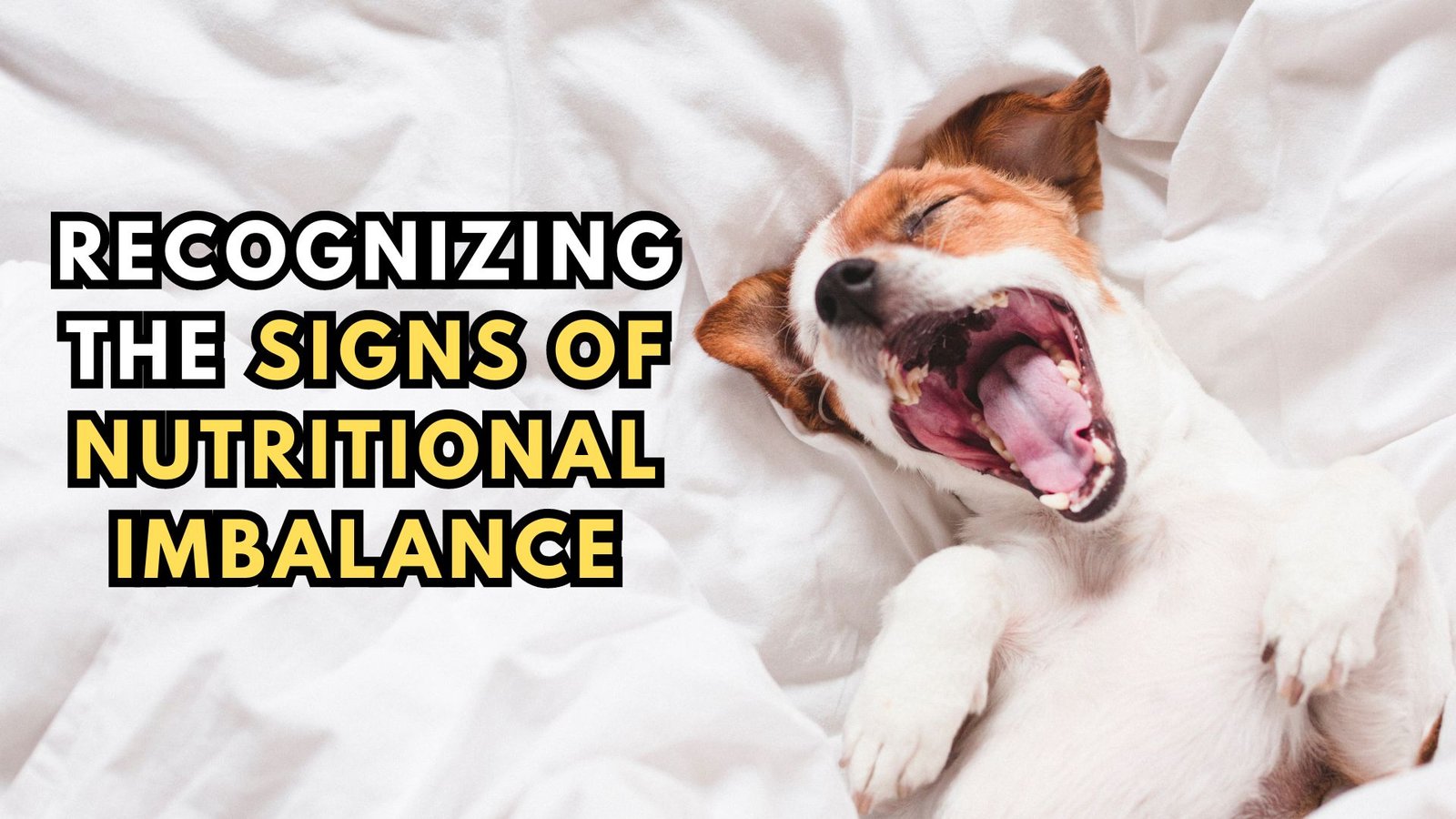 Signs Of Nutritional Imbalance In Dogs - Ollie Dog Food USA - Dogs Eating Grass And Electrolyte Imbalance Risks