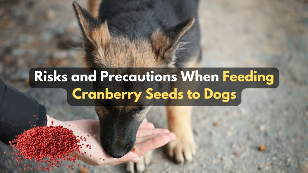 risks-and-precautions-when-feeding-cranberry-seeds-to-dogs