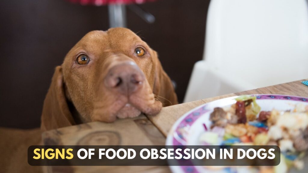 signs-of-food-obsession-in-dogs