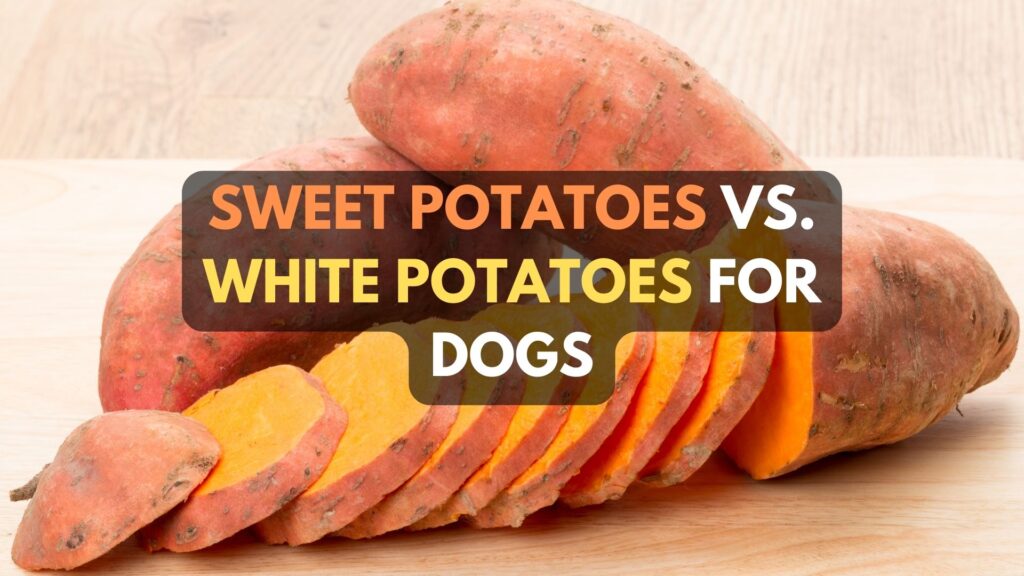 sweet-potatoes-vs-white-potatoes-which-one-is-safer-for-dogs