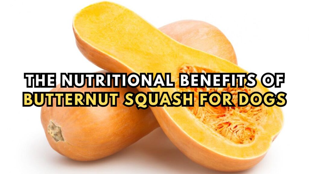 the-nutritional-benefits-of-butternut-squash-for-dogs