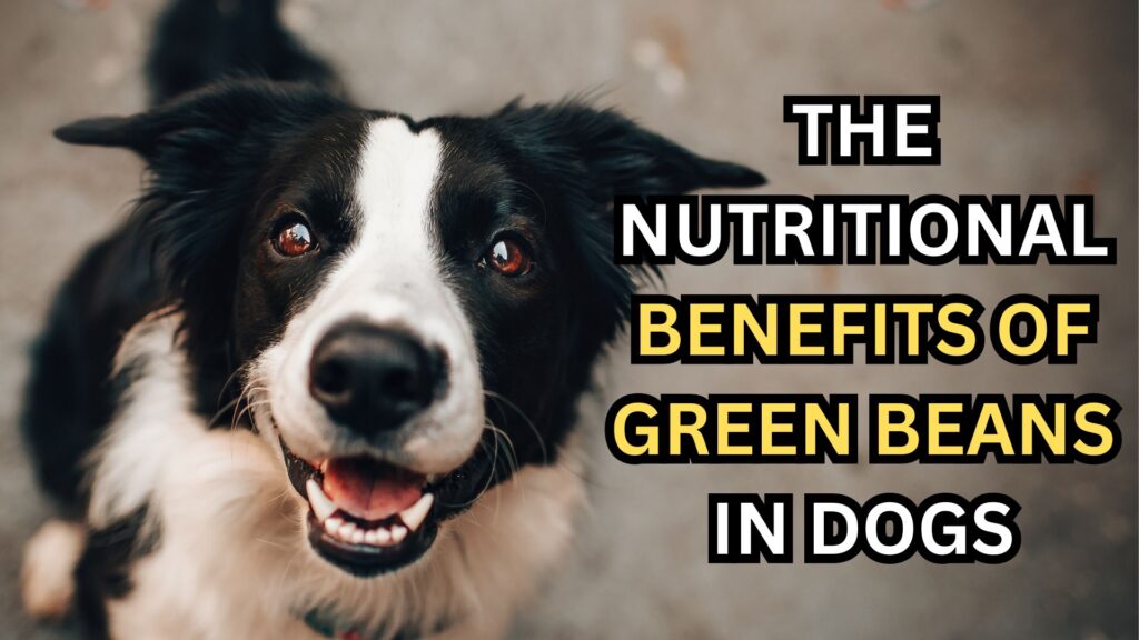 the-nutritional-benefits-of-green-beans-in-dogs