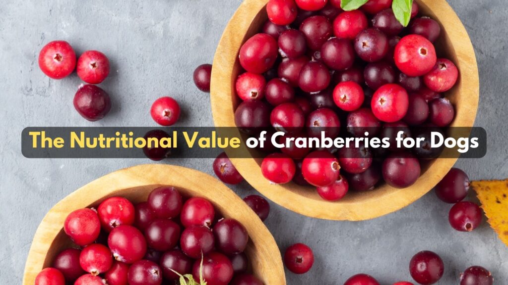 the-nutritional-value-of-cranberries-for-dogs