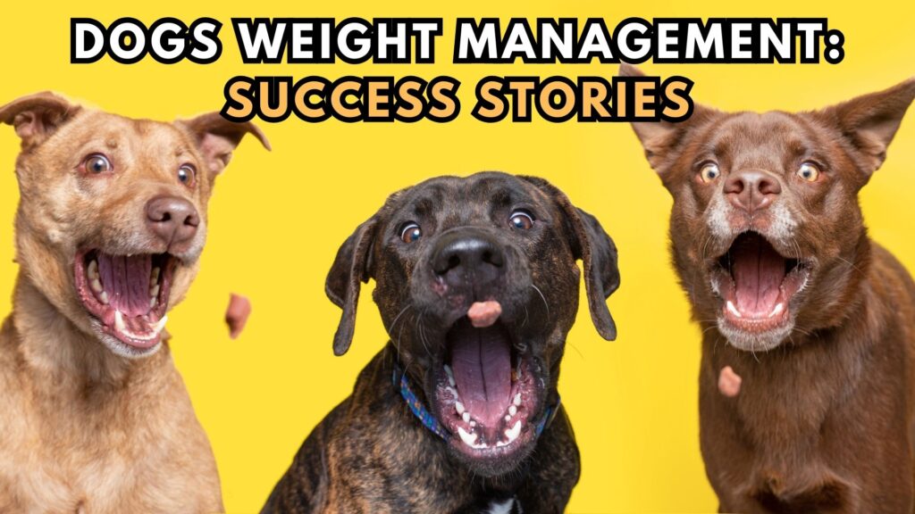 three-dogs-weight-management-success-stories-with-ollie-dog-food