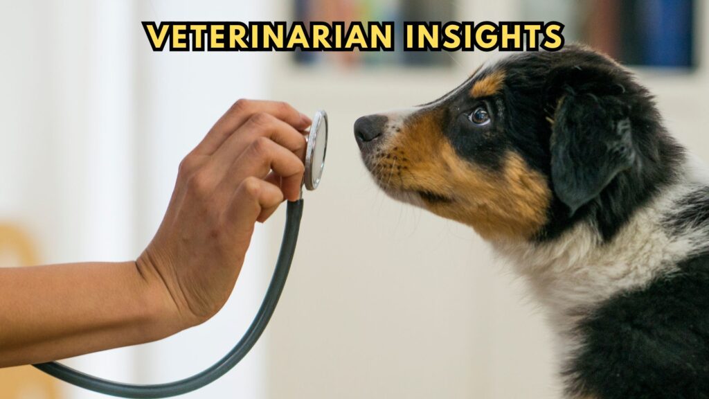 veterinarians-insights-on-ollie-dog-food-relationship-with-constipation