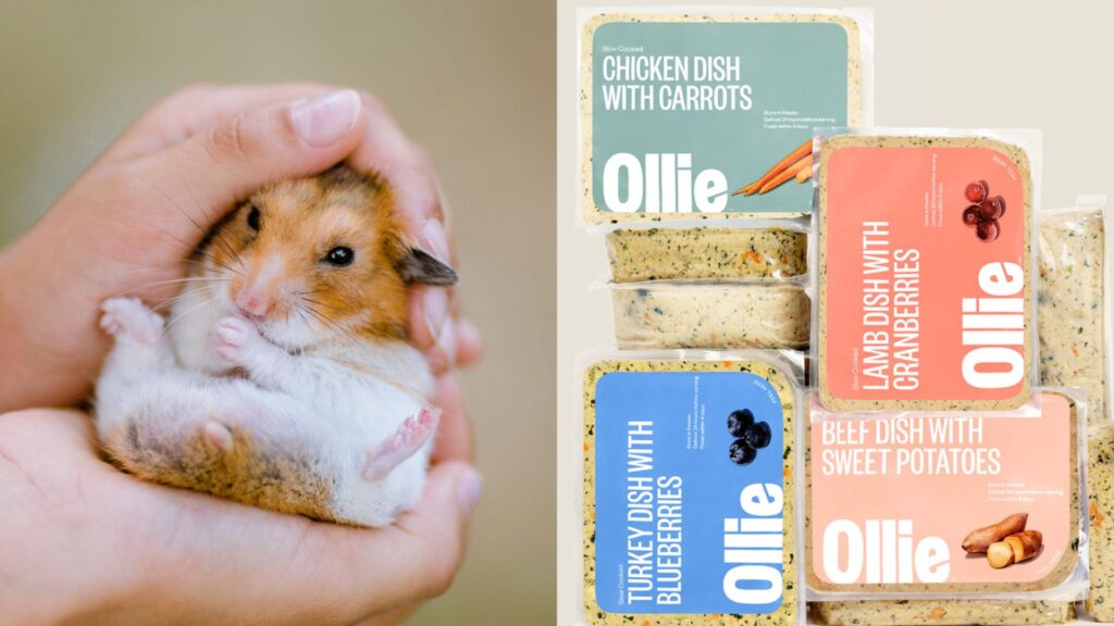 benefits-and-risks-of-feeding-ollie-dog-food-to-hamsters