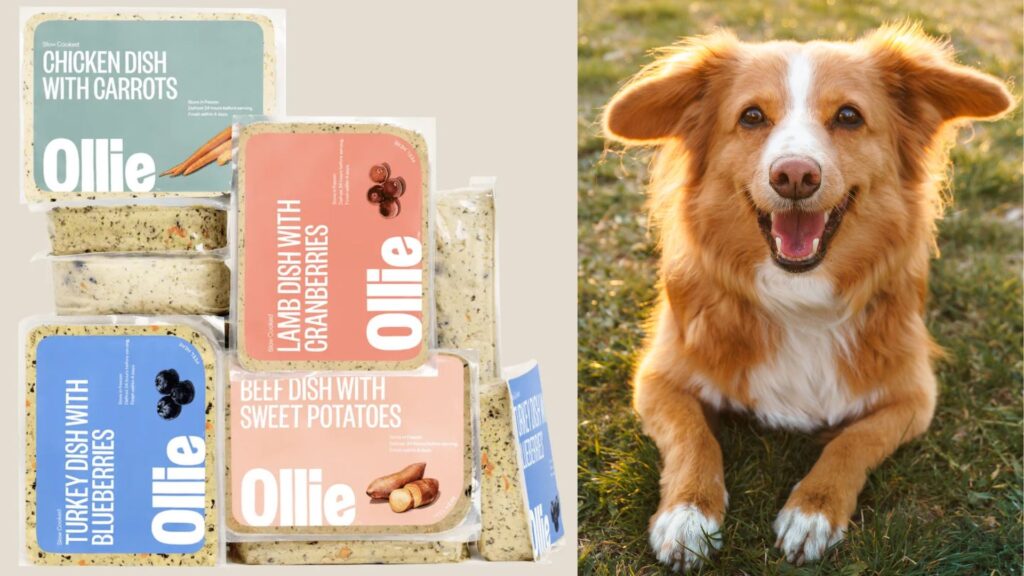 benefits-of-ollie-dog-food-recipes