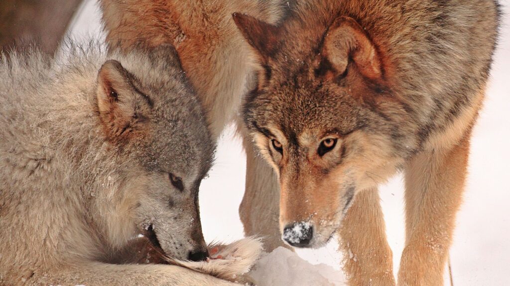 best-food-for-wolves