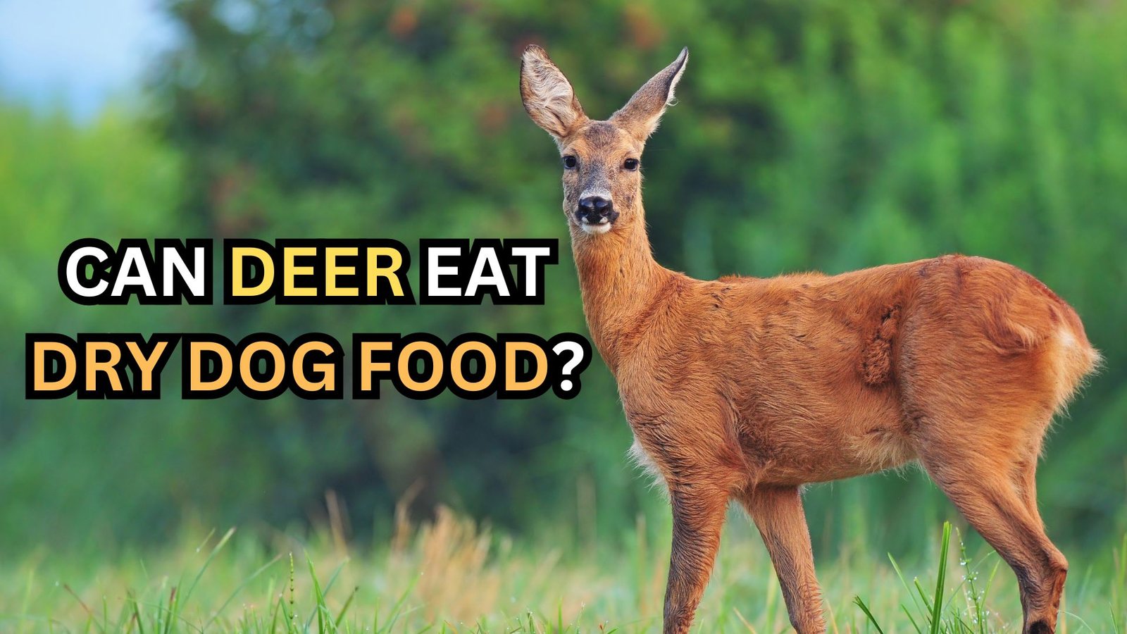 Can Deer Eat Dry Dog Food Hot Sale | centralcountiesservices.org