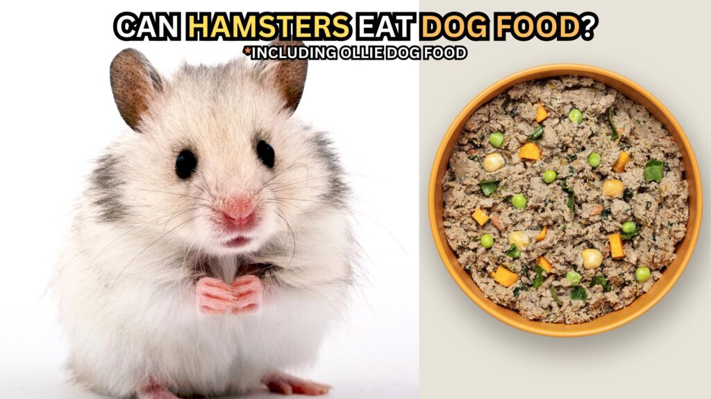 can-hamsters-eat-dog-food-including-ollie