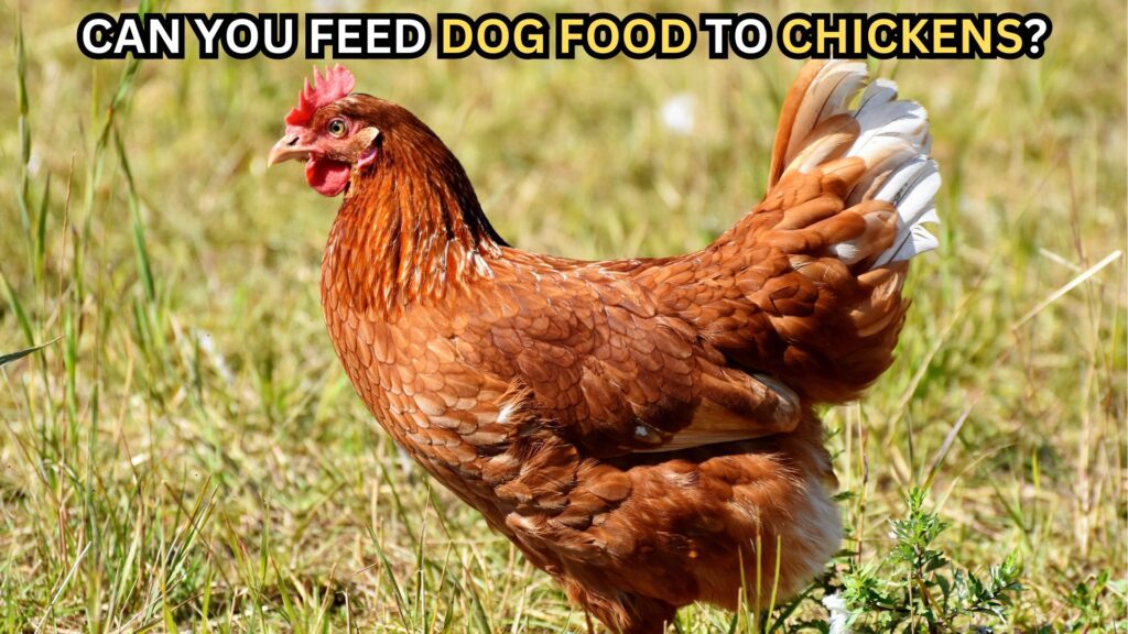 can-you-feed-dog-food-to-chickens