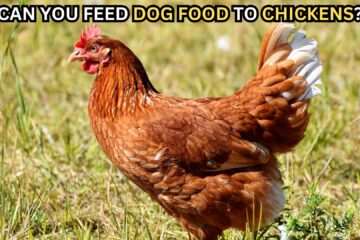 can-you-feed-dog-food-to-chickens