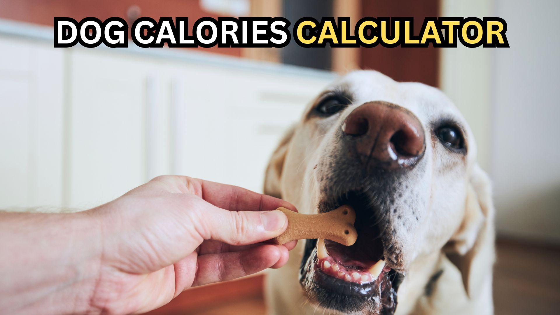 Dog Calorie Calculator [2024]: Weight Loss/Gain By Breed