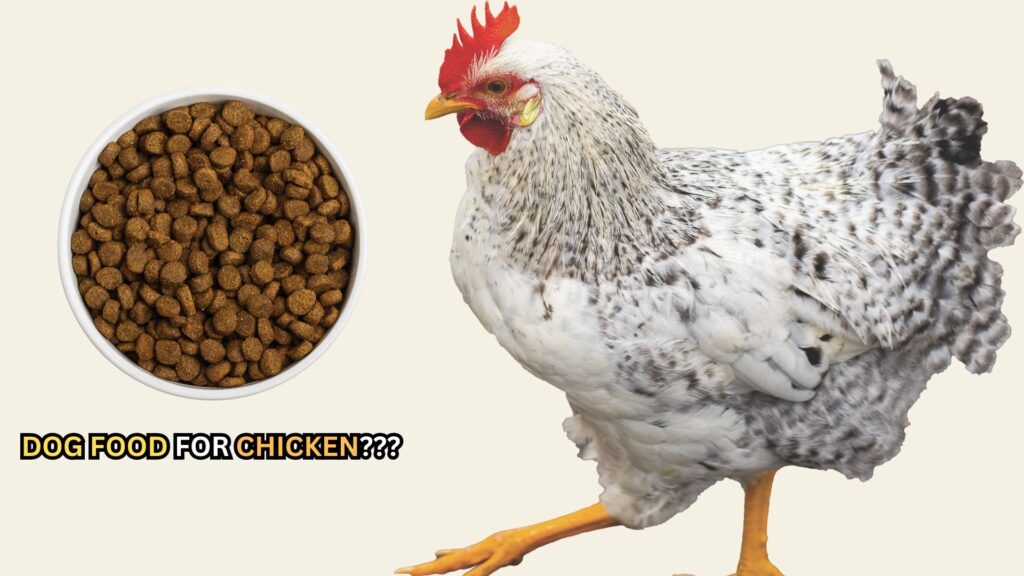 dog-food-for-chicken