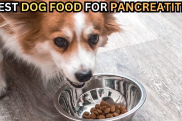 safe-food-options-for-dogs-with-pancreas-problems-pancreatitis