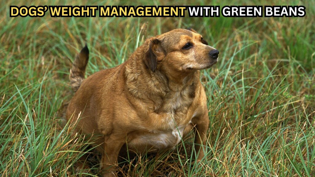 dogs-weight-management-with-green-beans