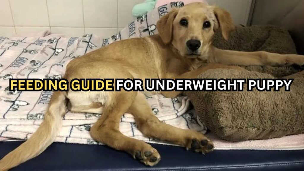 feeding-guide-for-underweight-puppy