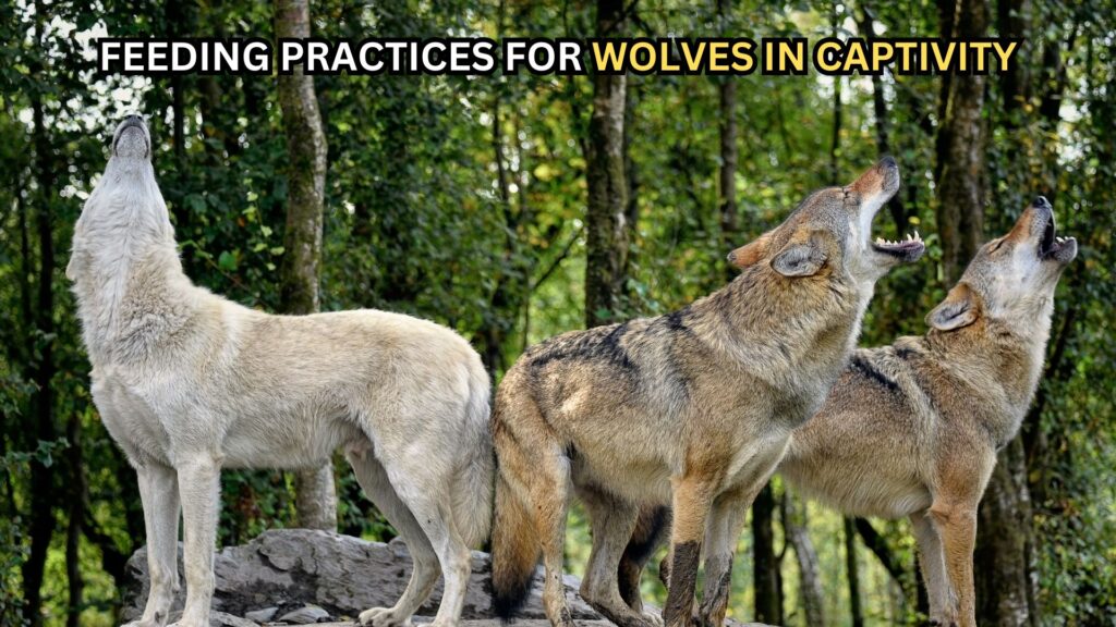 feeding-practices-for-wolves-in-captivity