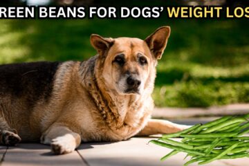 green-beans-for-dogs-weight-management