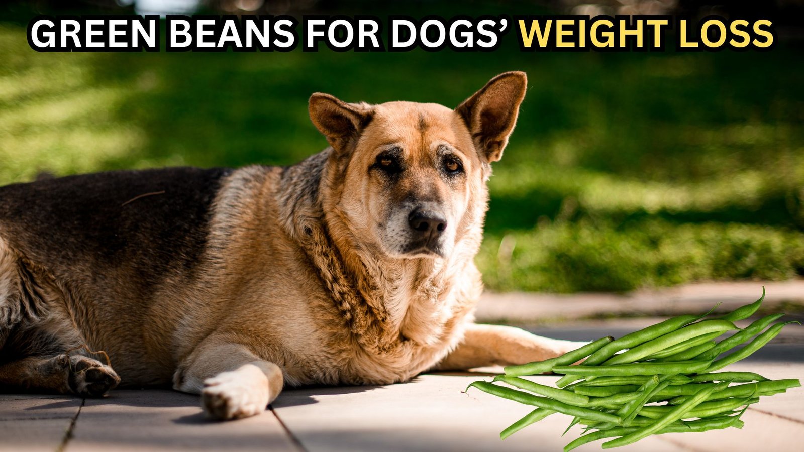 Picture of Green Beans for Dog Weight Management: Slim Down Your Pup!