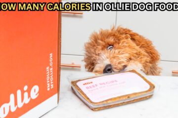 how-many-calories-in-ollie-dog-food