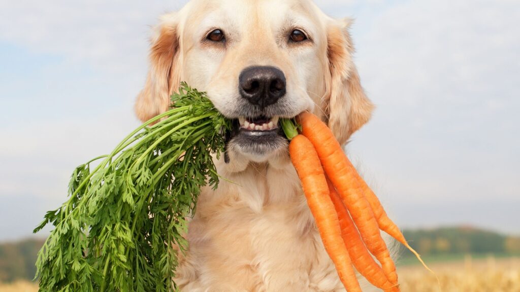 how-to-introduce-vegetables-into-your-dogs-diet